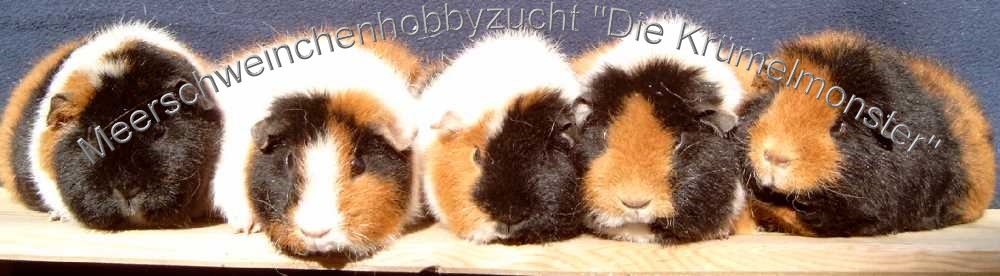 Meersschweinchenzucht "Die Kr&uuml;melmonster"